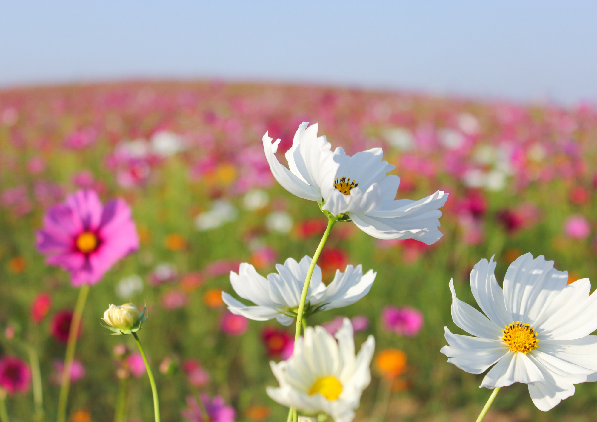 Festa di primavera